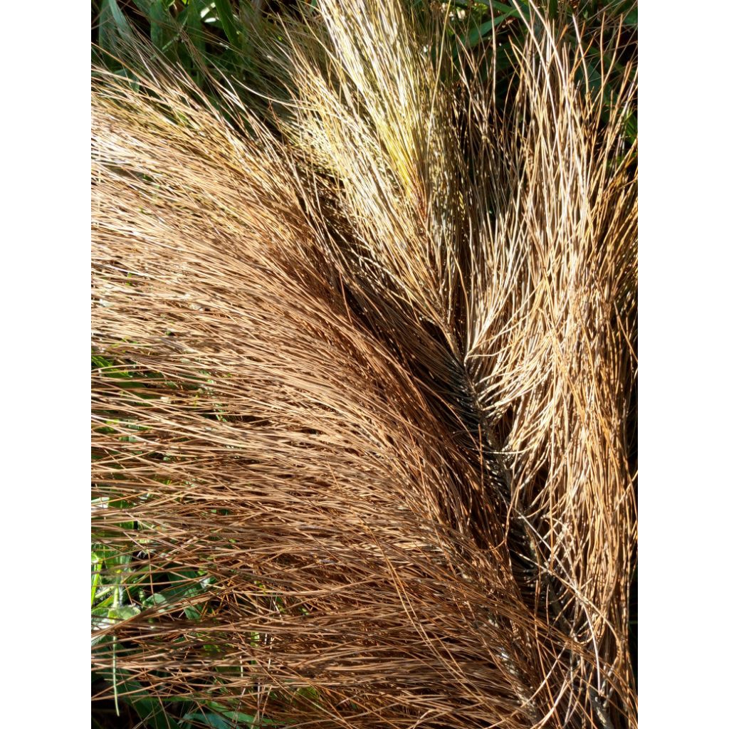 Daun Pinus Kering