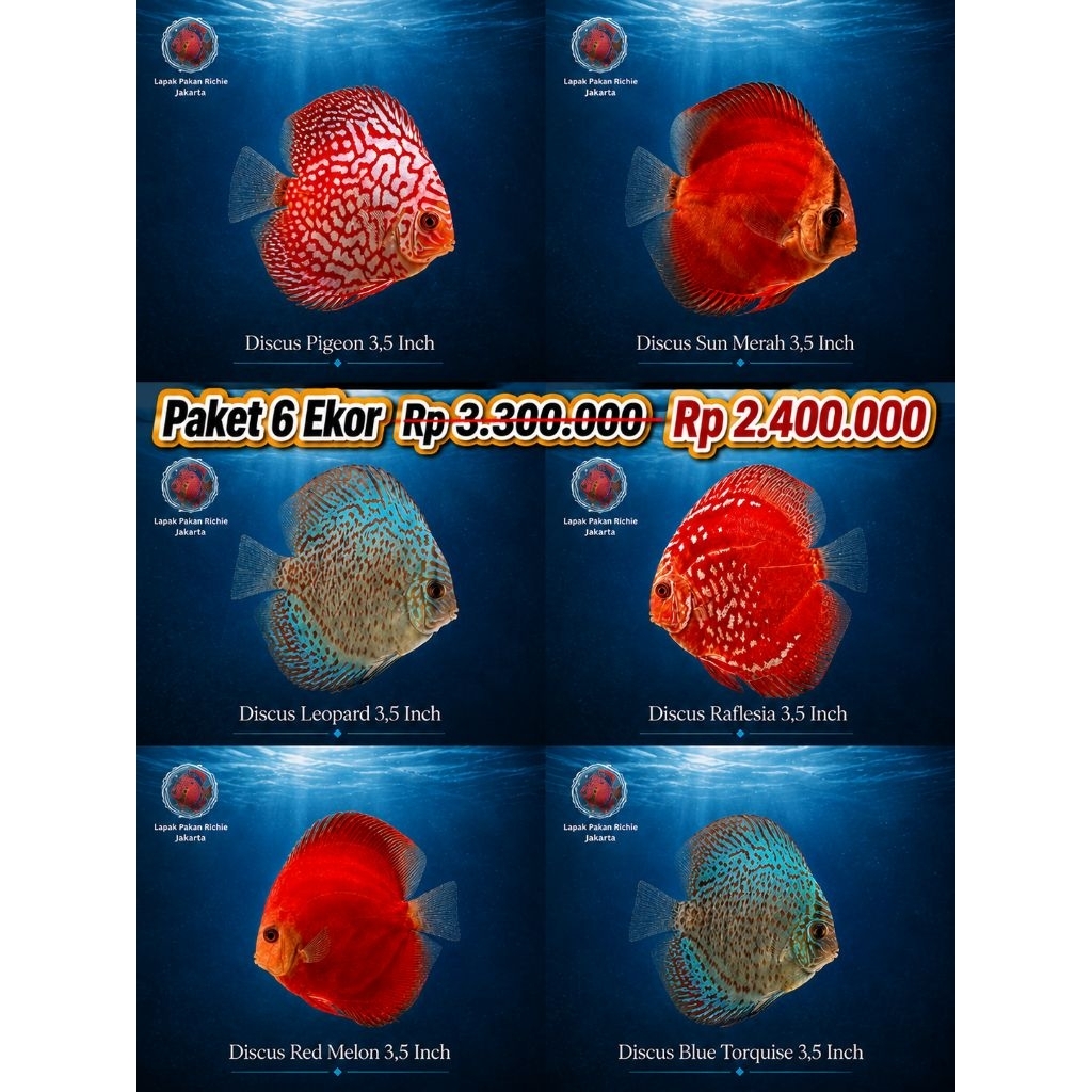 Paket Promo 6 Ekor Ikan Discus 3,5 Inch – Pigeon, Sun Merah, Leopard, Raflesia, Red Melon & Blue Tor