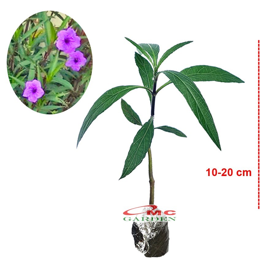 Rawelia Ruelia Rolia Bunga Ungu Pink  PutihTabibosa Ruellia Tanaman Hias Bibit RWL-B-1020 RWL-B-2030