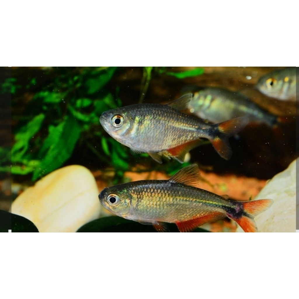 BISA COD IKAN HIAS BUENOS AIRES TETRA HYPHESSOBRYCONANISITSI BOINES SIZE +-3 CM