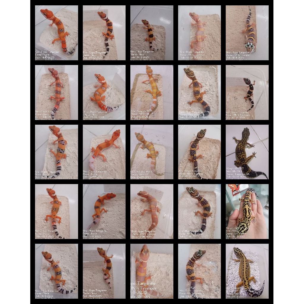 Leopard Gecko Random Free kalsium
