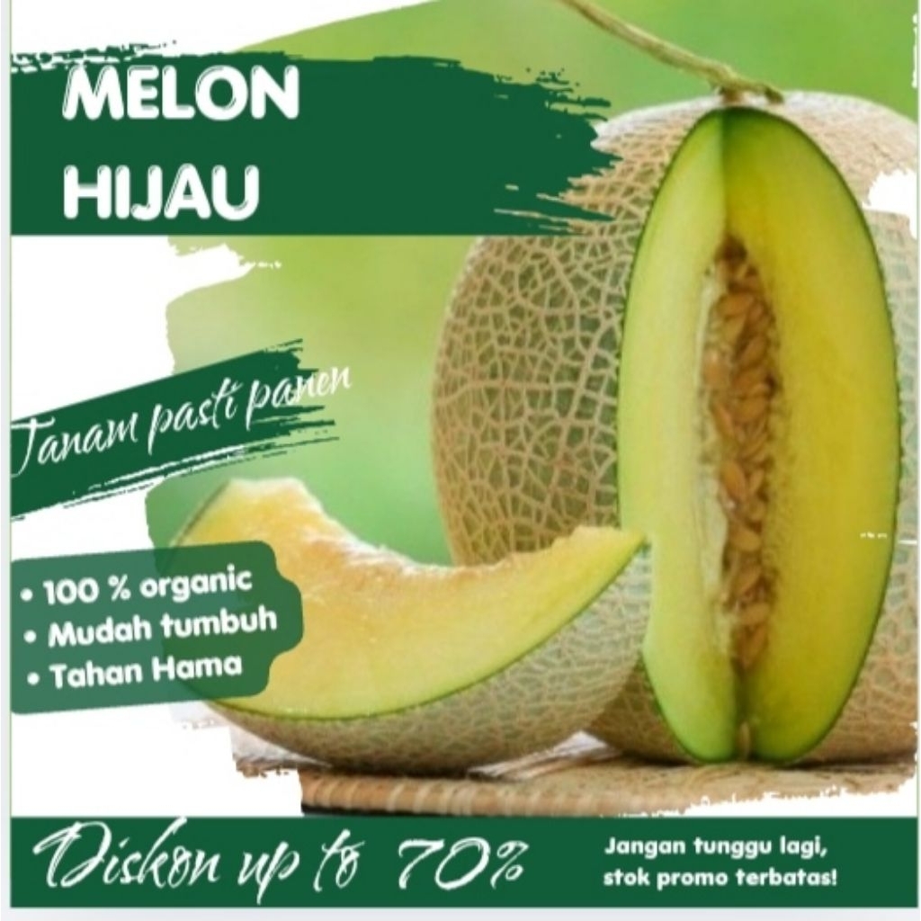 Benih Buah Melon Hijau Bibit Buah Melon Unggul