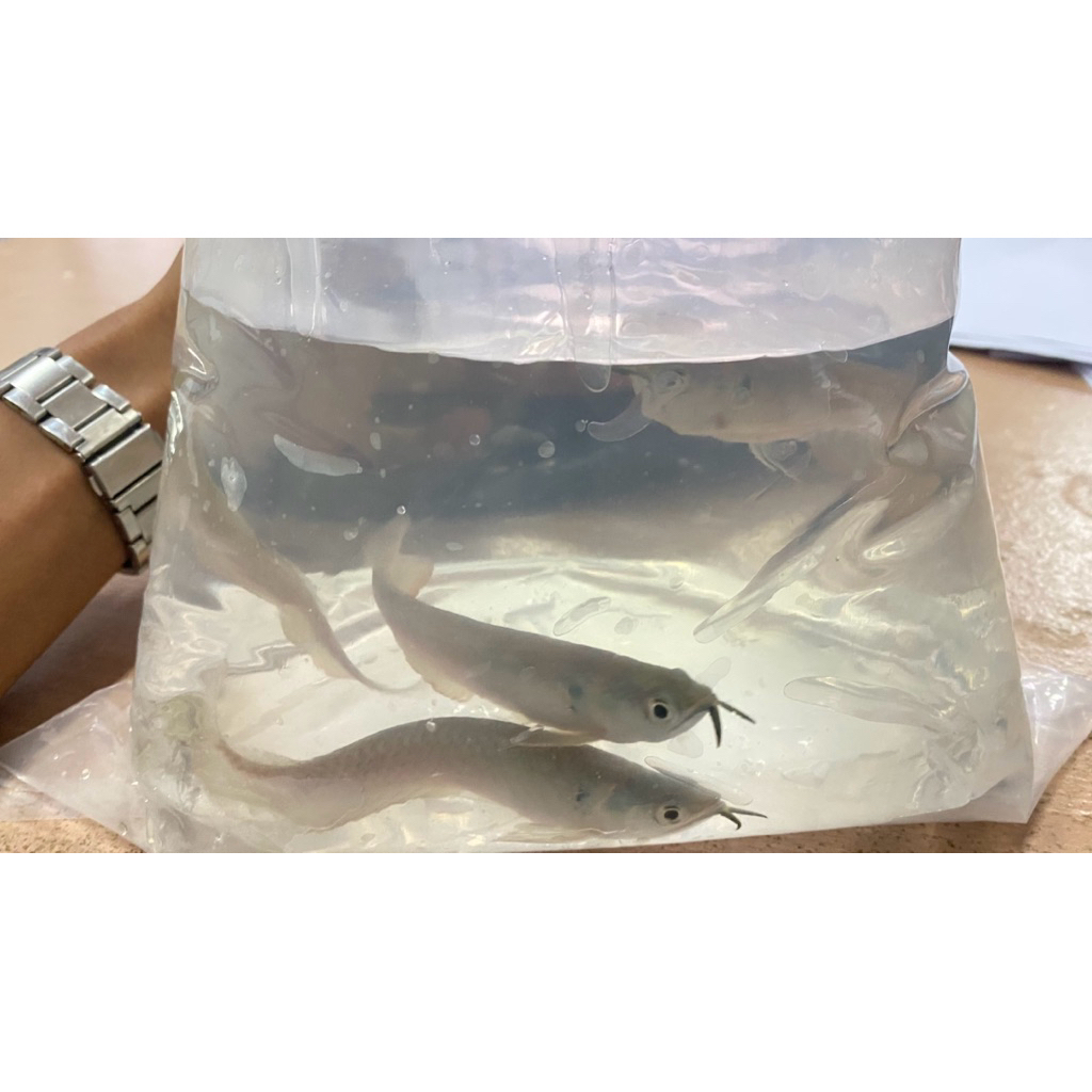 Anakan Ikan Arwana Silver Red Size 13Cm