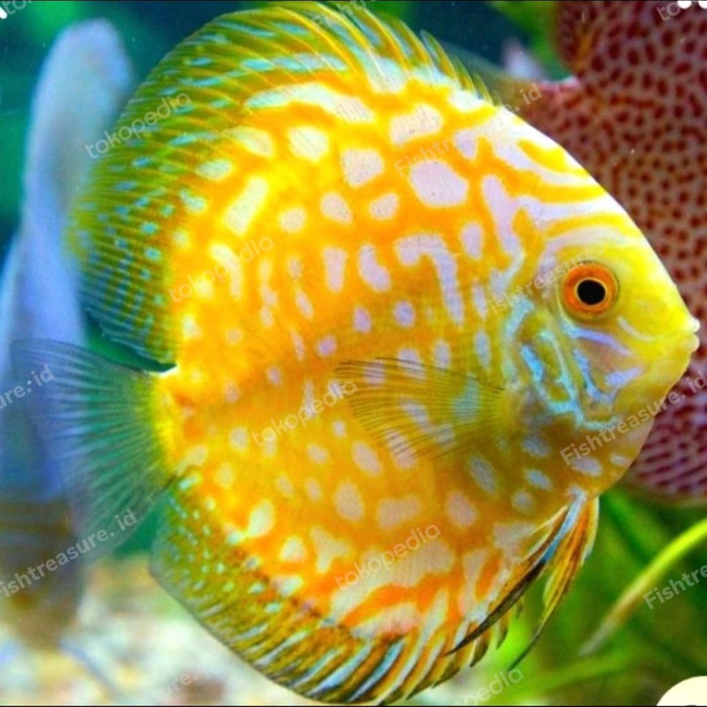 Aksesoris Hiasan Aquascape Discus Golden Yellow Pigeon