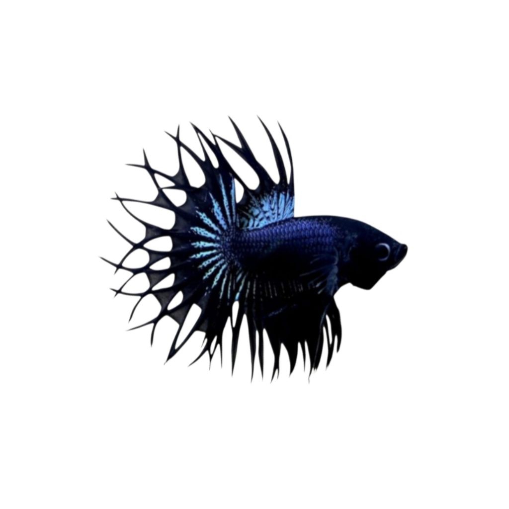 CT BLACK ORCHID + CROWNTAIL BLACK ORCHID GRADE A+