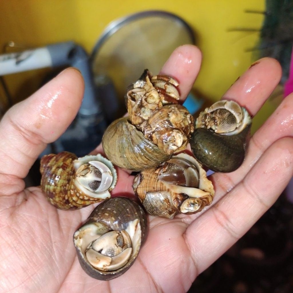 RUGOSUS MIX VIOLA Ecer atau Paketan