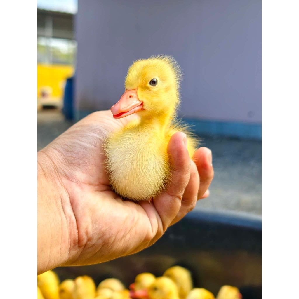 Bibit DOD Peking Anak Bebek Hibrida Anakan BANDUNG