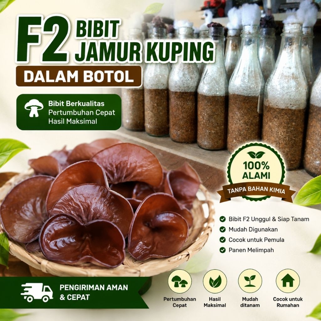 Jual Bibit F2 Jamur Kuping Dalam Botol | Bibit Jamur Kuping Unggul Siap Tanam