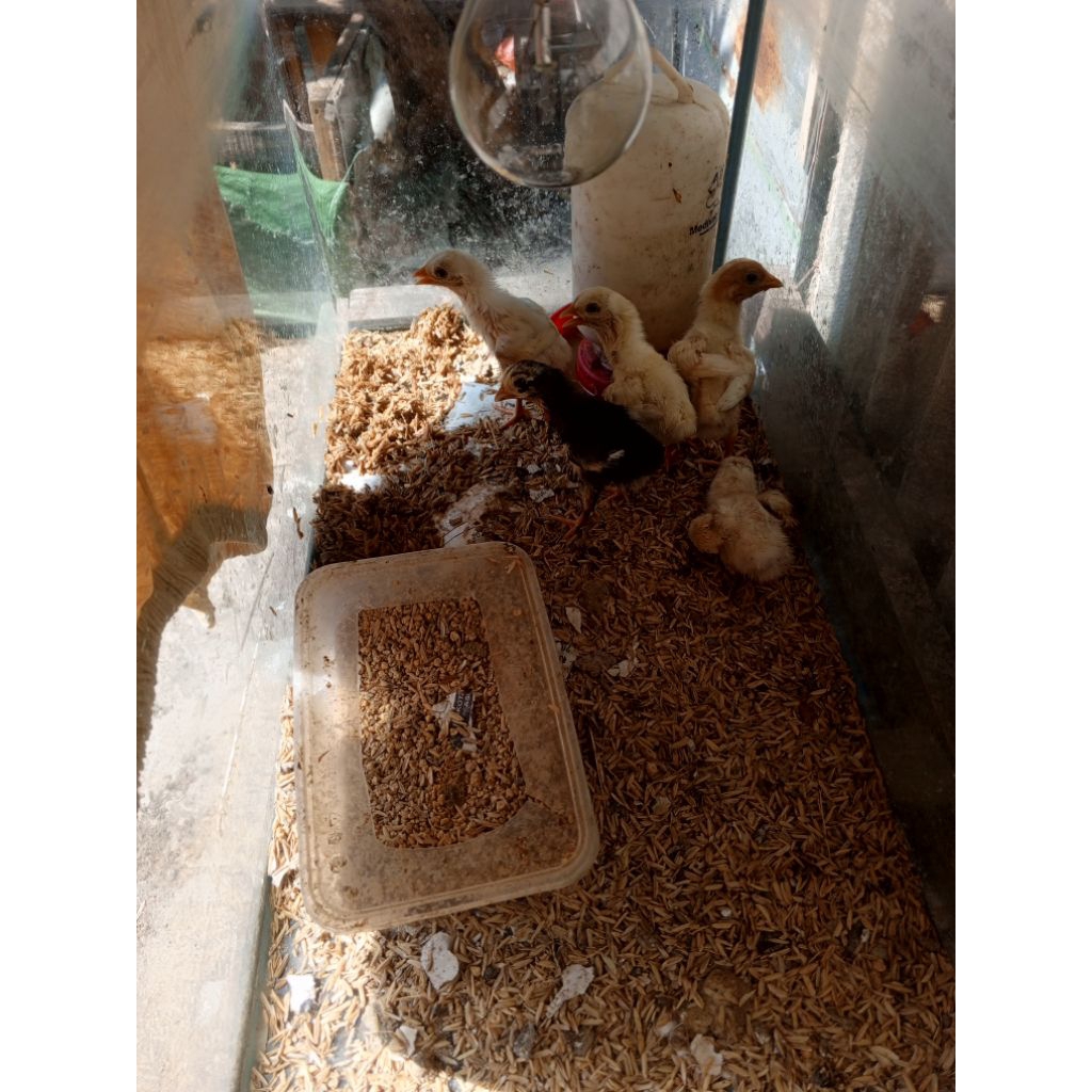 doc ayam kutukan Bangkok