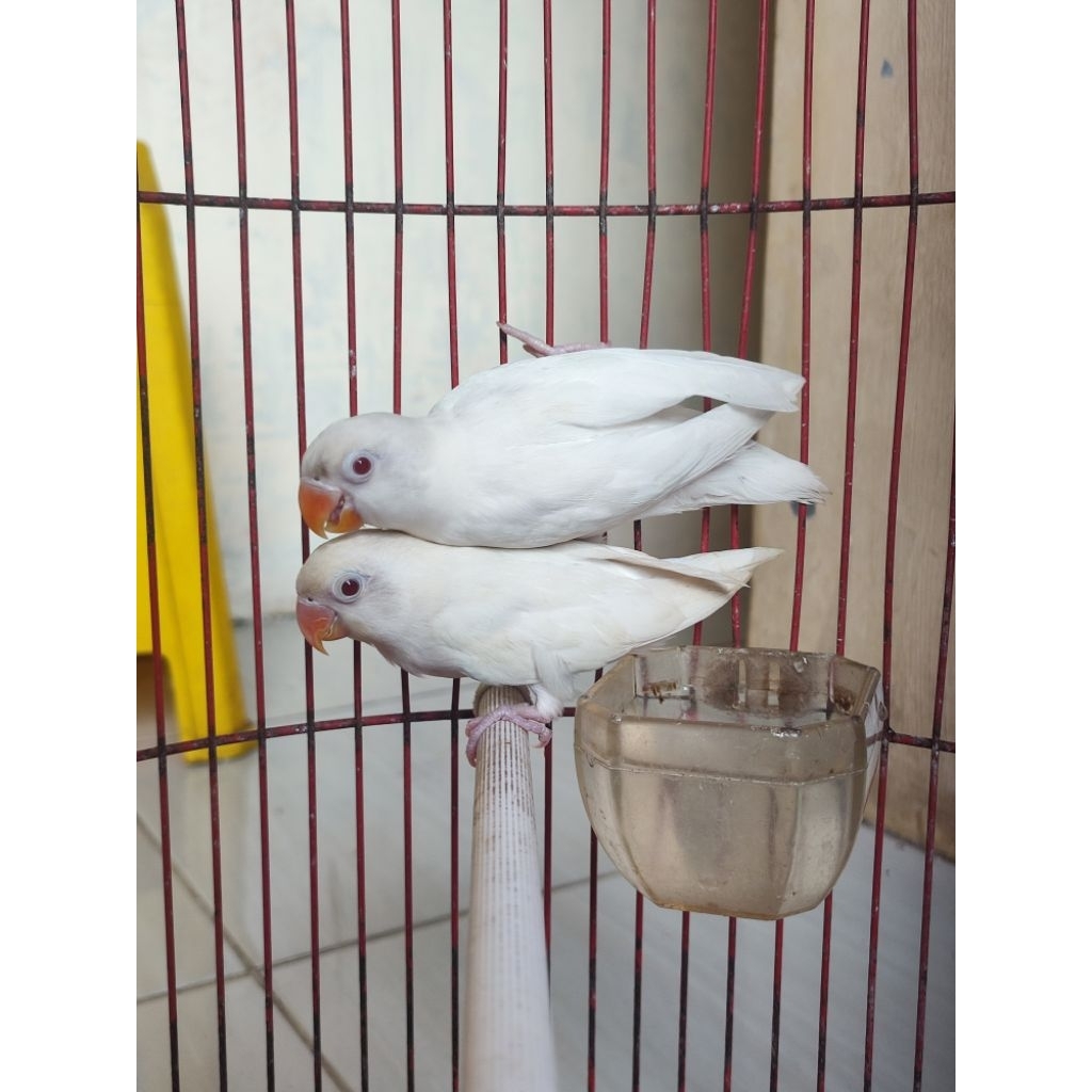lovebird albino mata merah sepasang