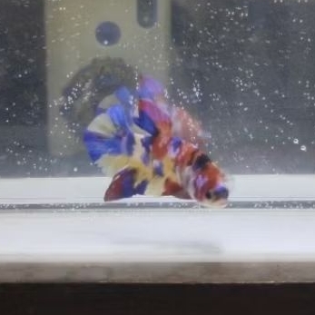 Ikan Hias Cupang Plakat Yellowbase Multicolor