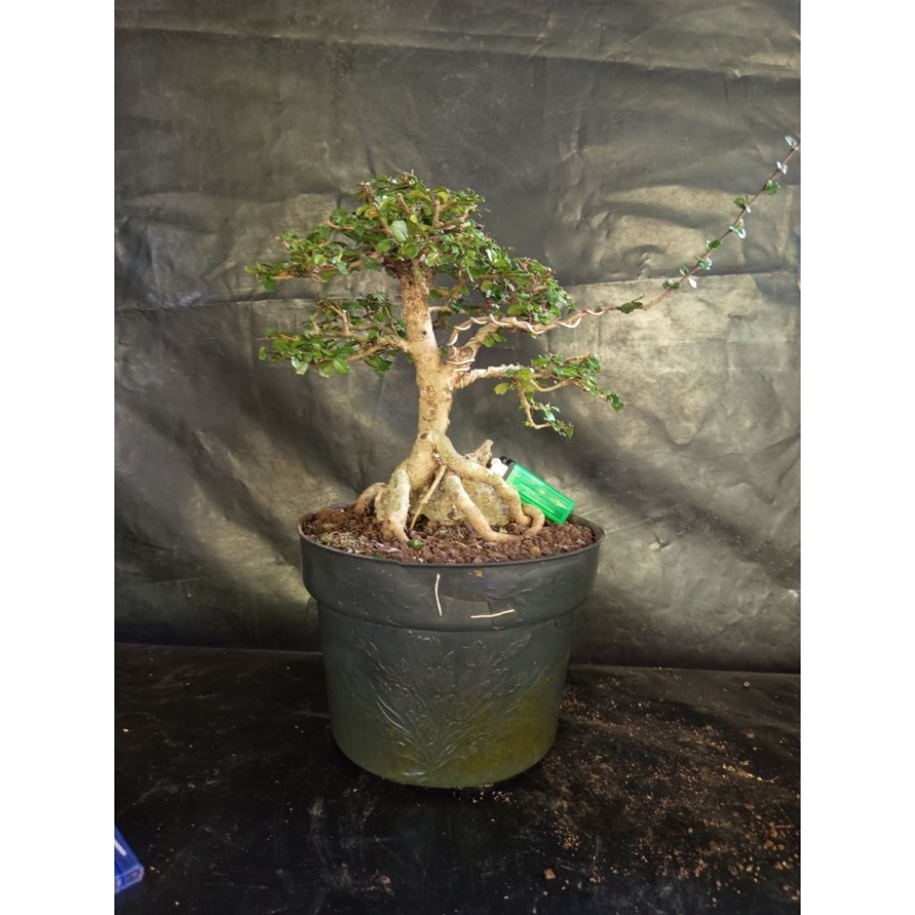 Bonsai hokiantea mikro buah siap pajang size mame