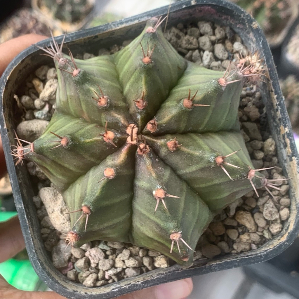 MS27 Gymnocalycium LB hybrid jumbo  kaktus gymno black skin original ori kaktus tanaman hias langka 