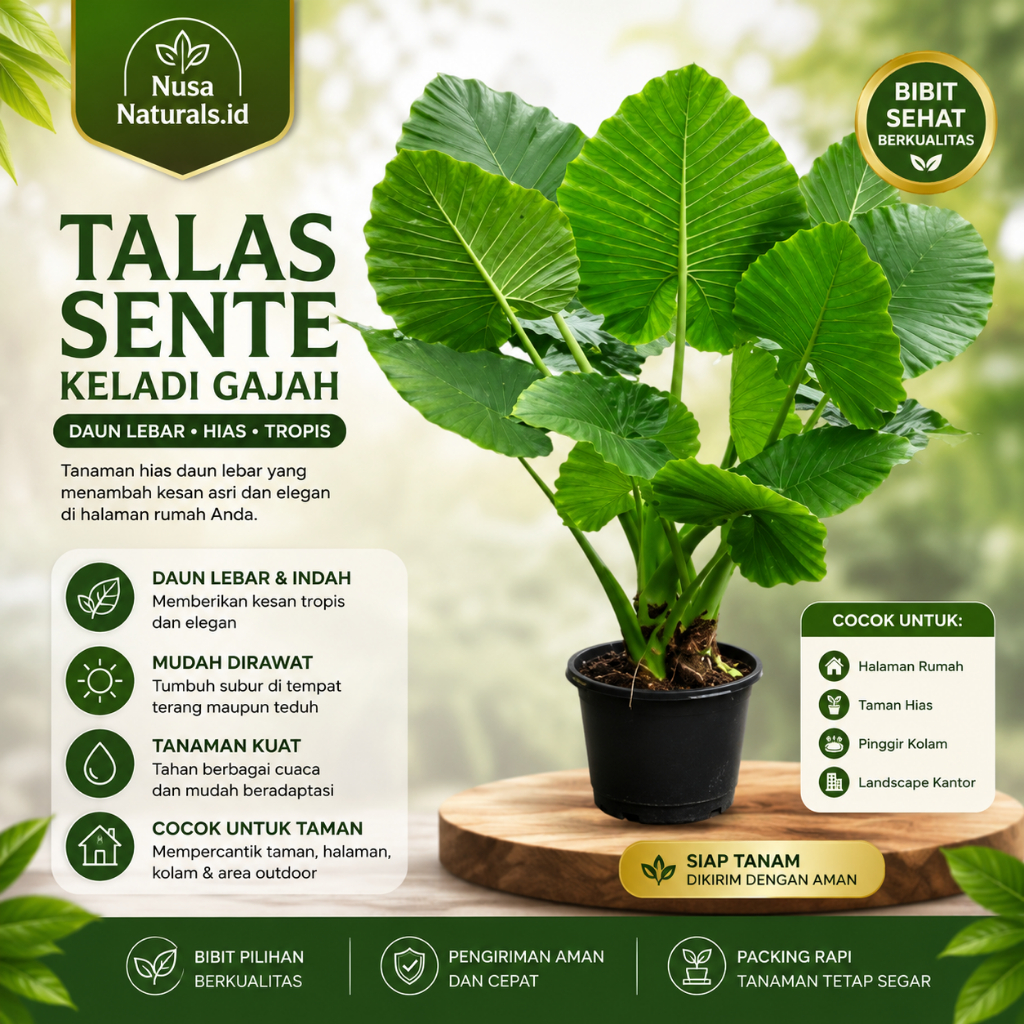 Bibit Talas Sente Jumbo Tanaman Hias Daun Lebar Keladi Gajah Hidup Siap Tanam