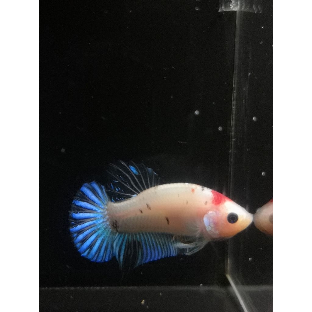 ikan cupang plakat multicolor marbel