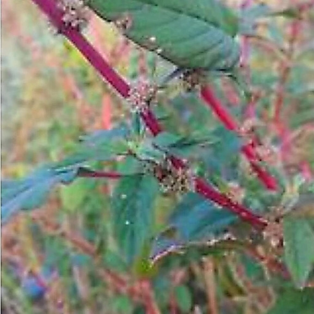 benih bayam duri merah / bayam duri sawah