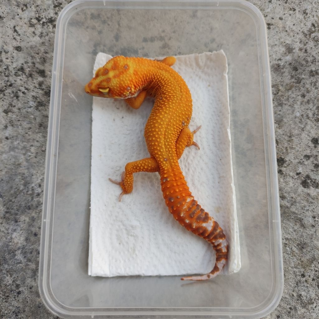 MAINAN ANAK GECKO DEWASA_HYBINO TREMPER MALE
