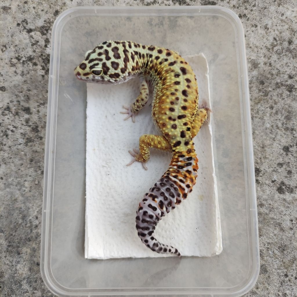 MAINAN ANAK GECKO DEWASA BODY GEDE_BLACKNIGHT GIANT_MALE