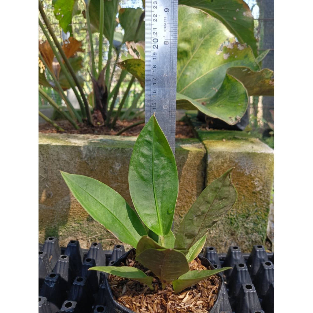 anthurium superboom klasik