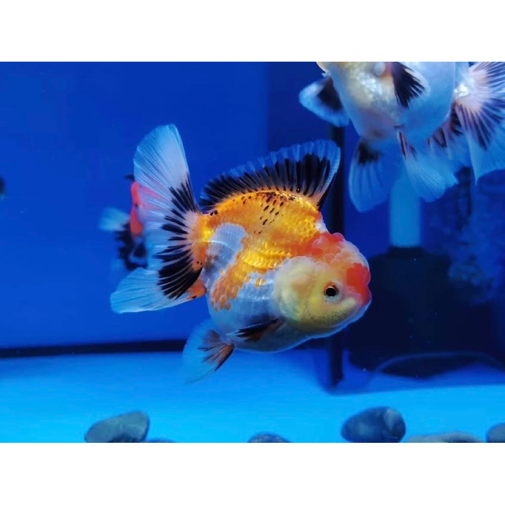 PROMO Paket isi 5 mas koki oranda panda tricolor 4-6cm hiasan aquarium