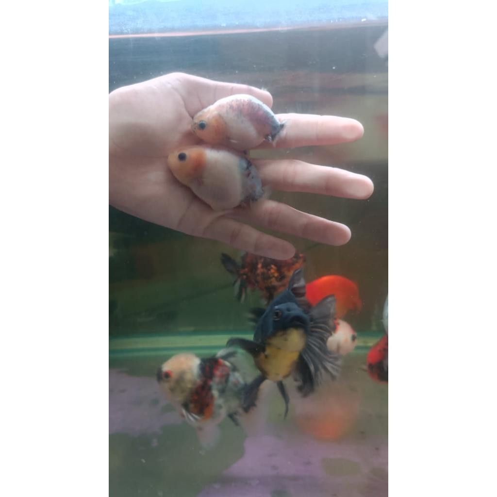 Ranchu Sapi Calico Tiny 5-+Cm