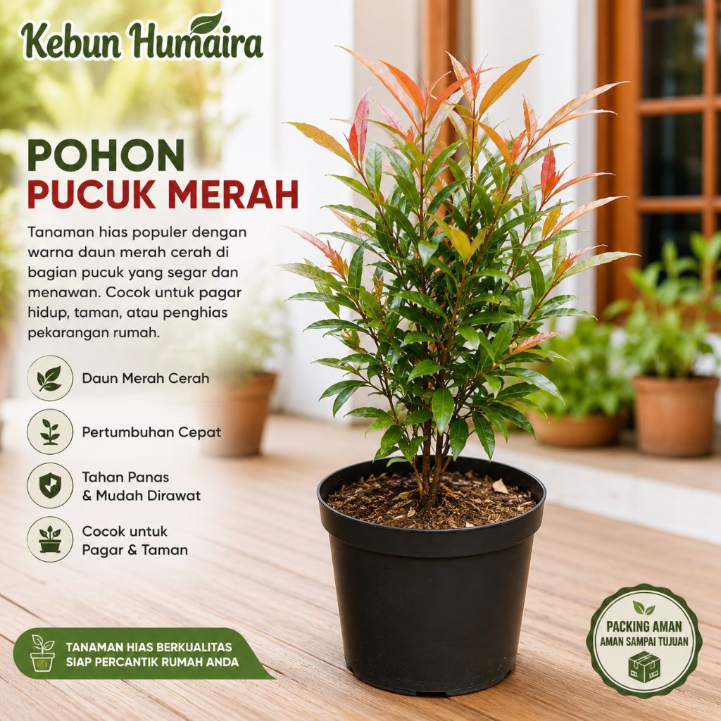 Bibit Pohon Pucuk Merah Tanaman Pagar Minimalis Pagar Hidup Hias Outdor Pohon Merah Berakar