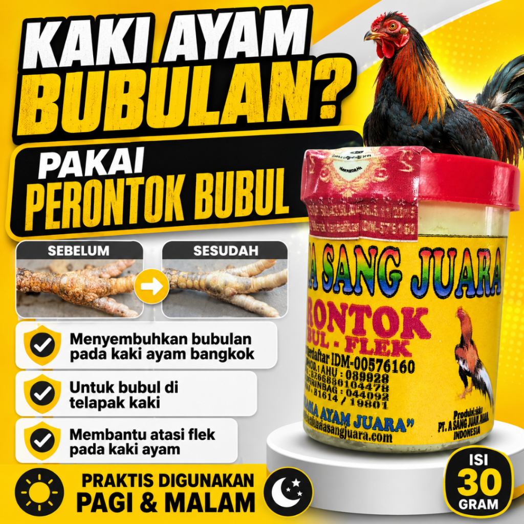 OBAT BUBUL AYAM BANGKOK ADUAN AMPUH MENYEMBUHKAN BUBULAN PADA KAKI AYAM BANGKOK