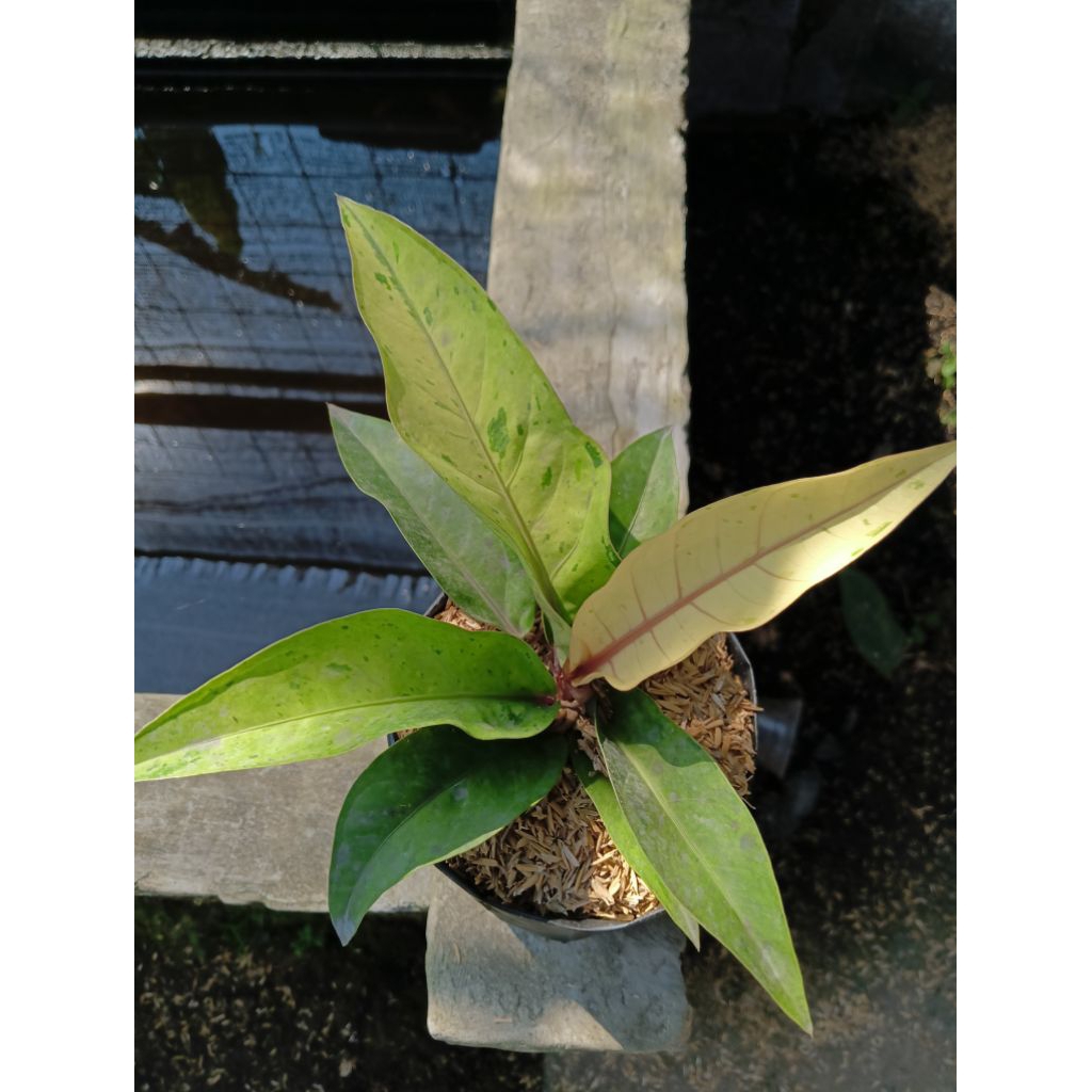 Bunga anthurium hokeri varigata