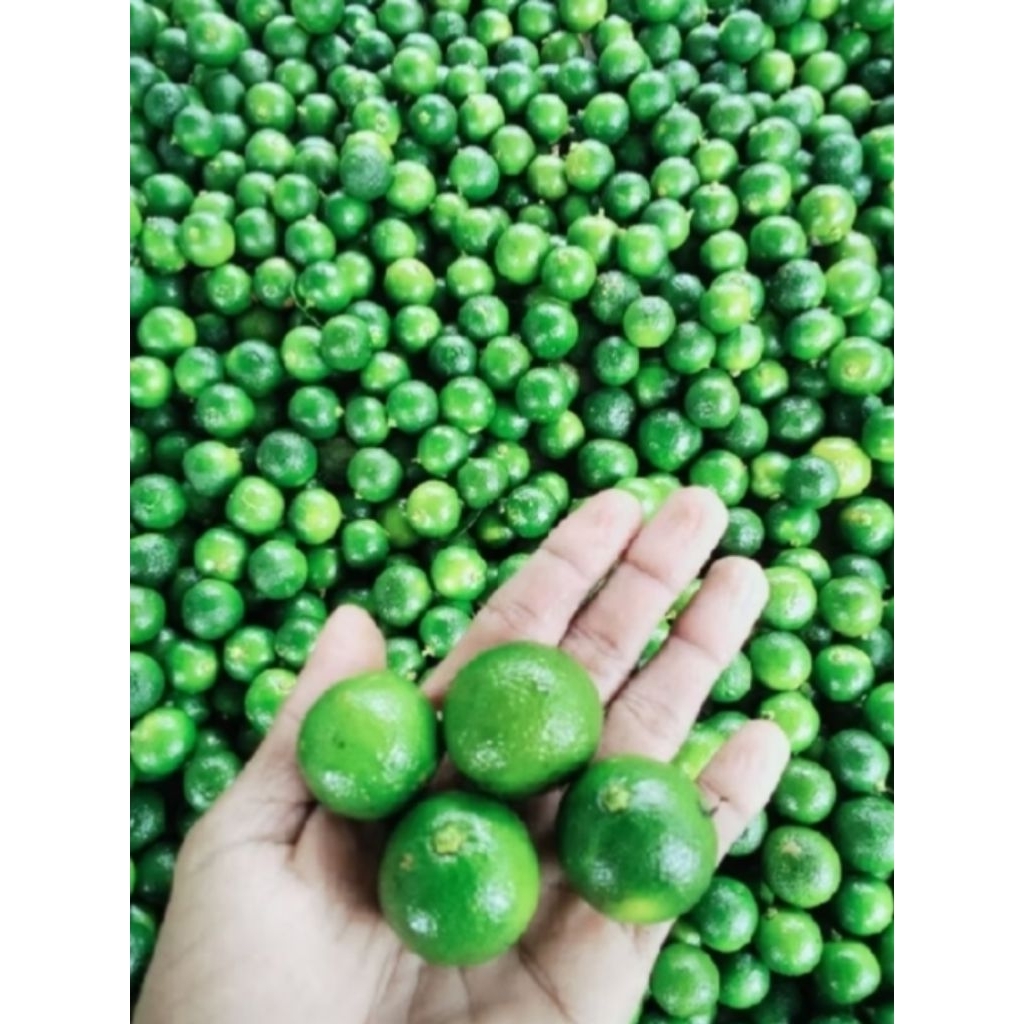 jeruk sonkit/jeruk kasturi/ jeruk kunci
