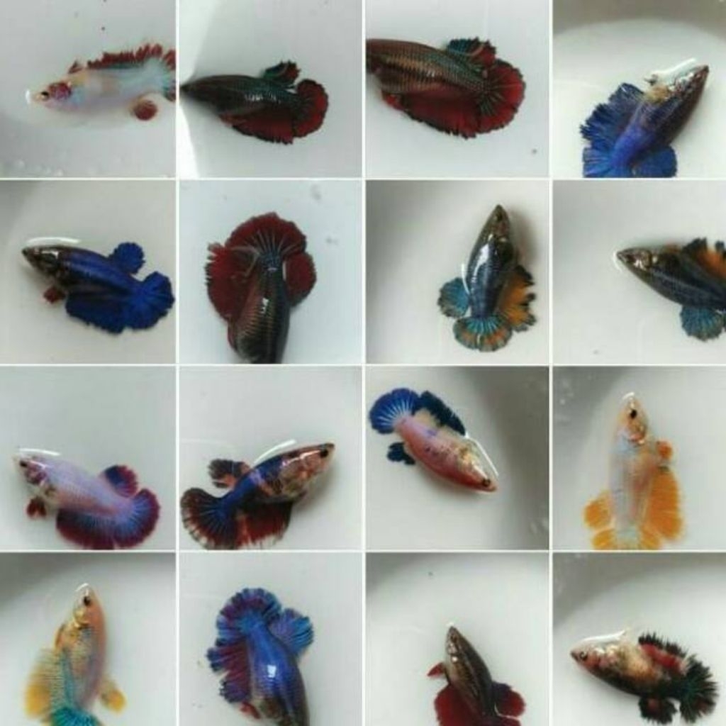 Aksesoris Akuarium Stiker Betina Halfmon Size Indukan Hiasan Aquarium |Ikan Hias Bozz Louhan Pekanba