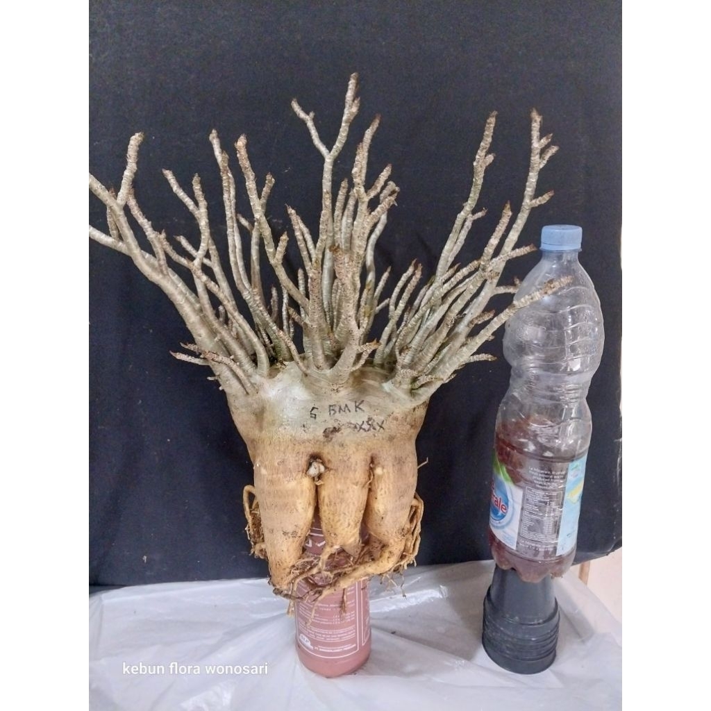 Adenium Arabicum Hibrid Godji x BMK induk prokar