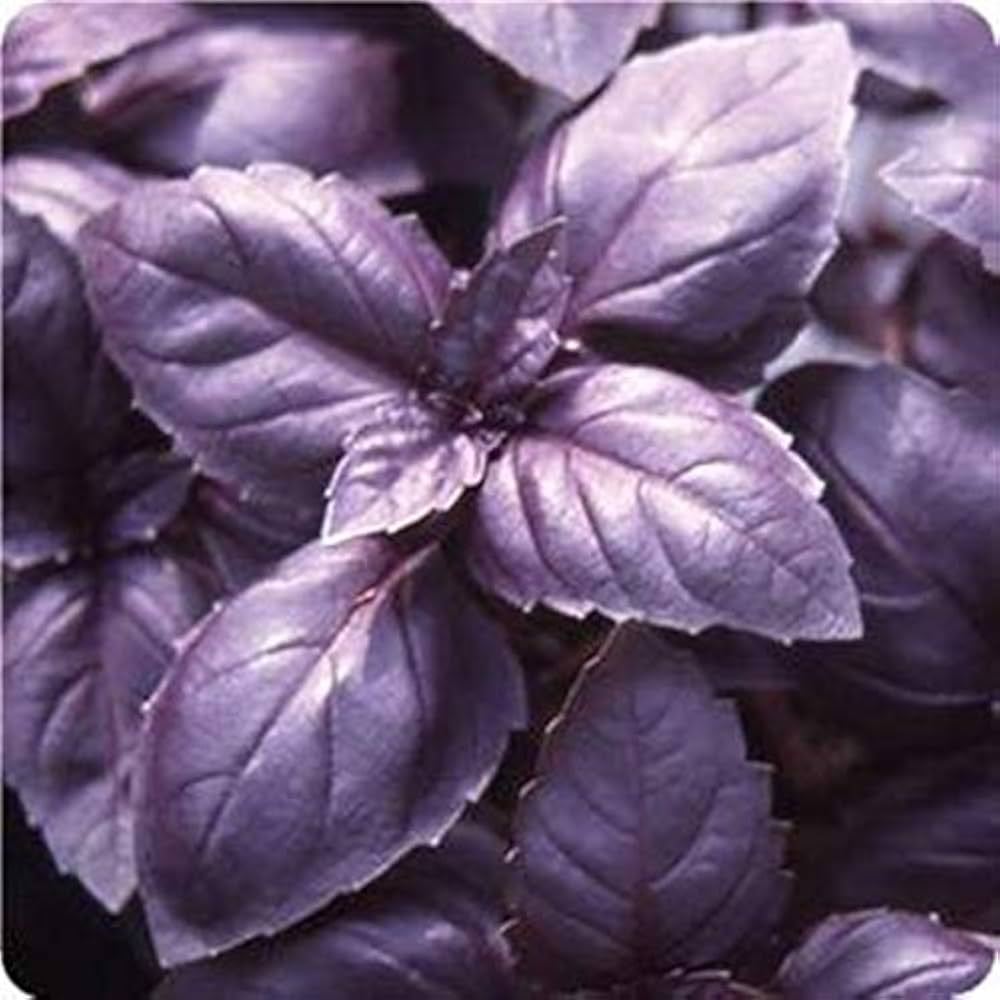 red basil red rubin basil ungu  purple