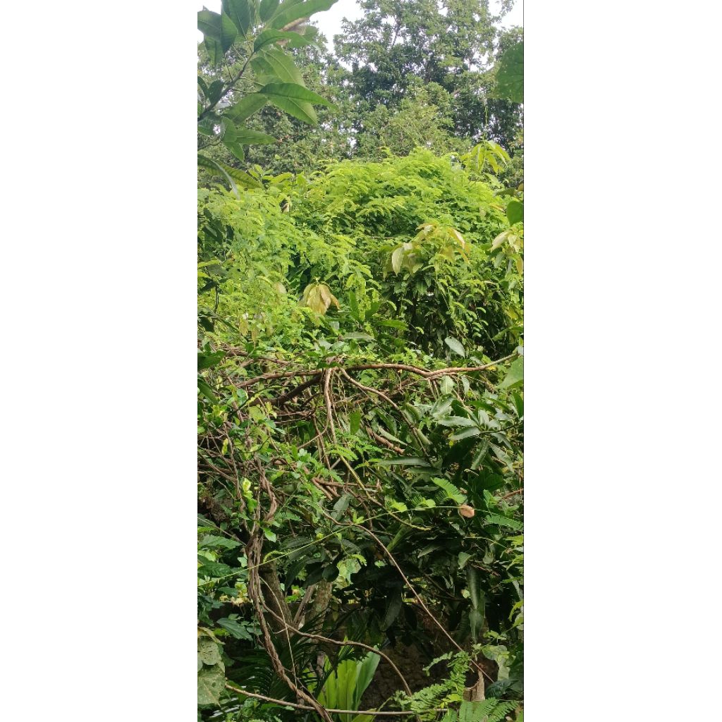 900gr daun saga segar/daun saga rambat segar