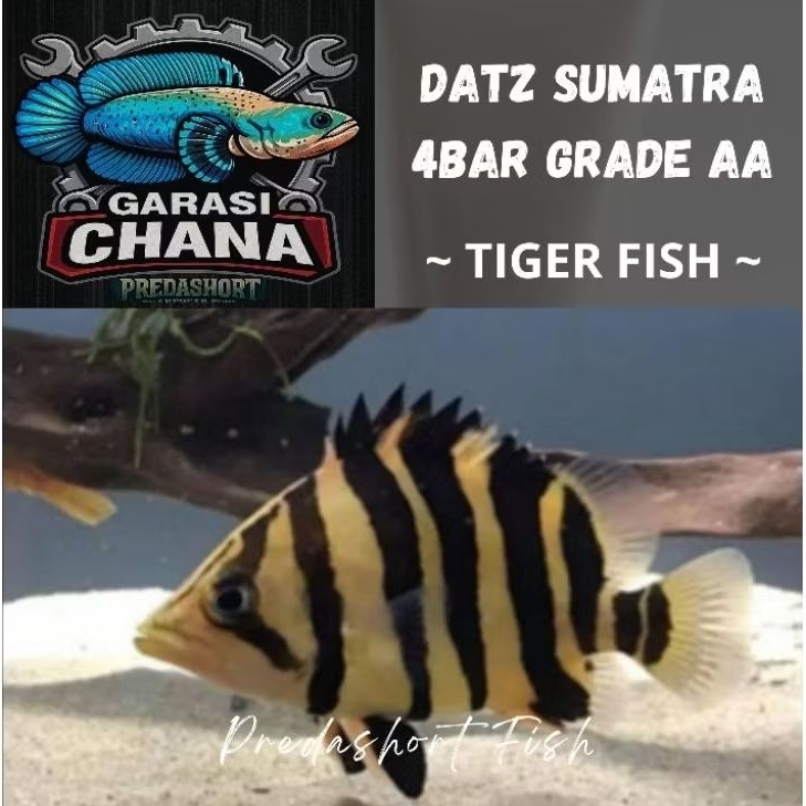 Tiger Fish Datz Sumatra 4 Bar Grade AA Crods Belly Cross Neck Bergaransi
