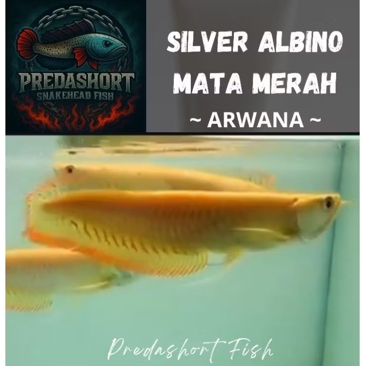 arwana silver albino premium bergaransi 100% real