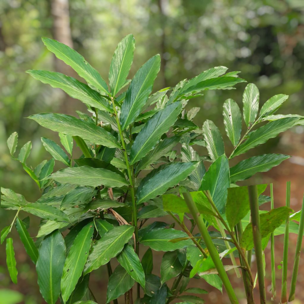 bibit kapulaga hijau India asli bibit rempah kapol/kapulogo