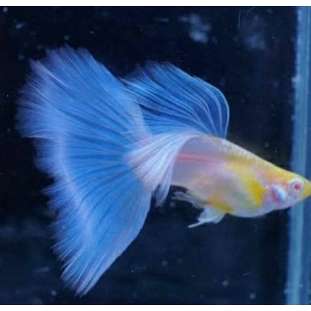 tanaman air guppy albino sky blue