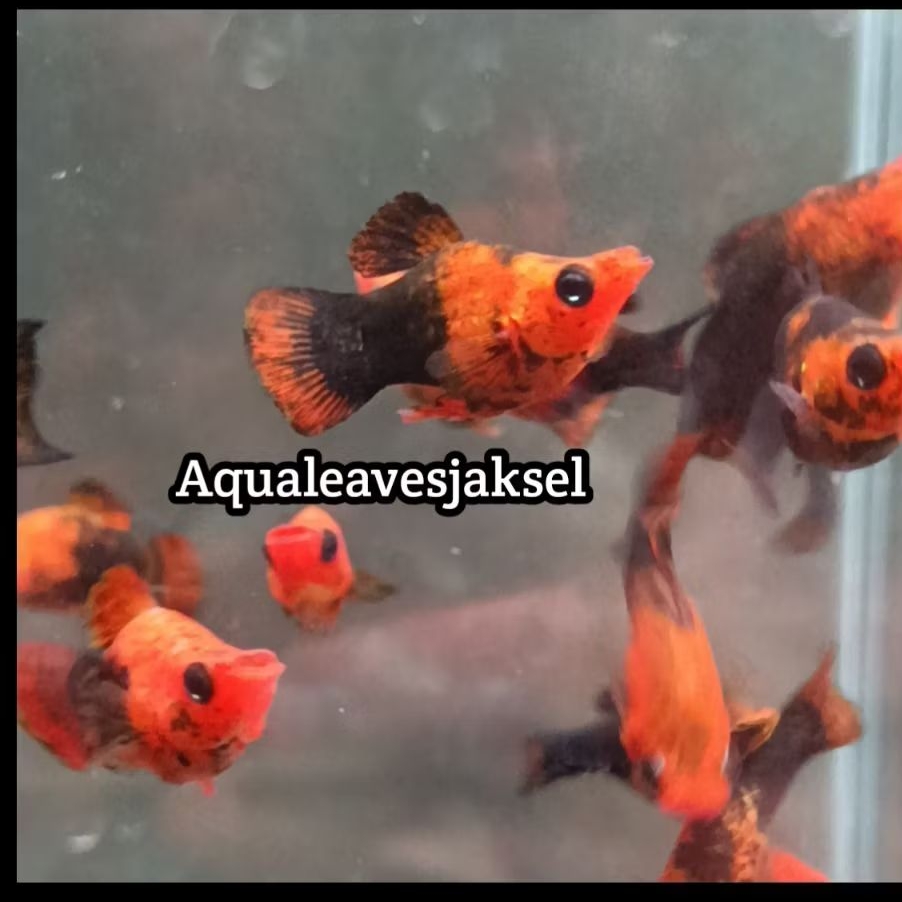ikan golden black molly balon real pict