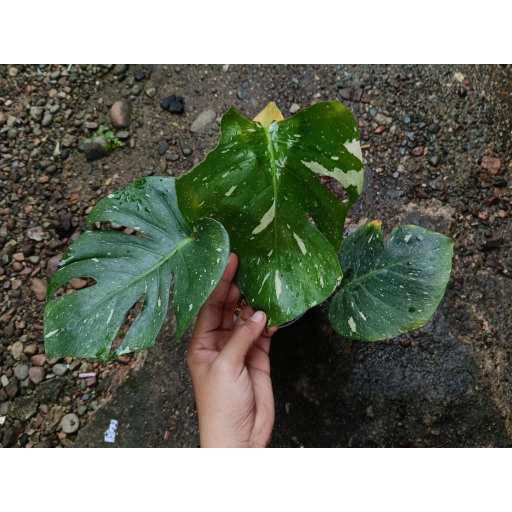 Monstera King Thai Constellation / Monstera Deliciosa / Monthai