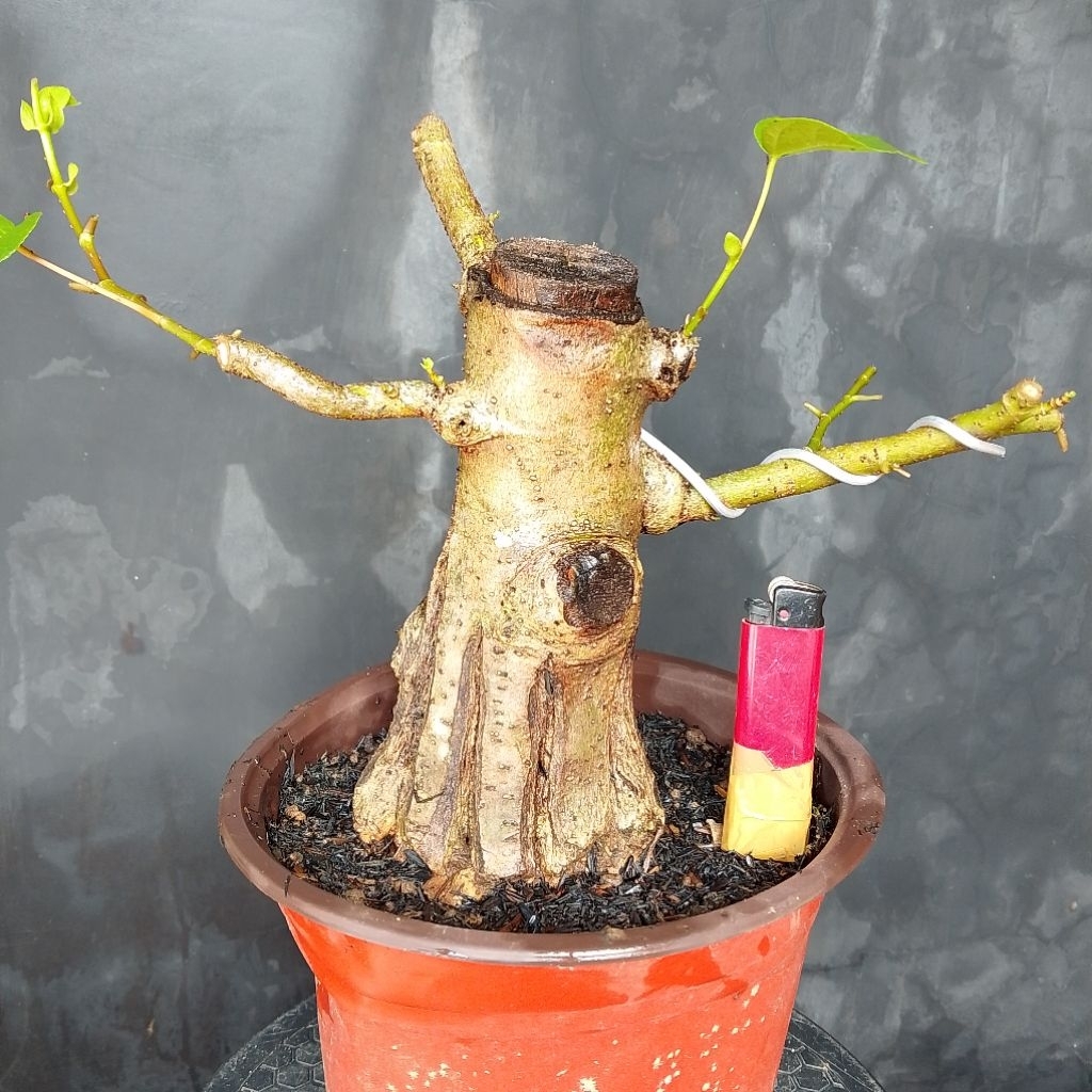 Bonsai mame waru Brasil sesuai foto