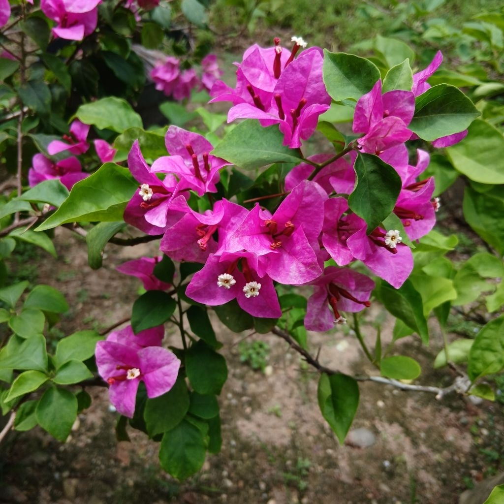 Real Pict Bunga Bougenville Bunga kertas Jenis Vietnam Splash