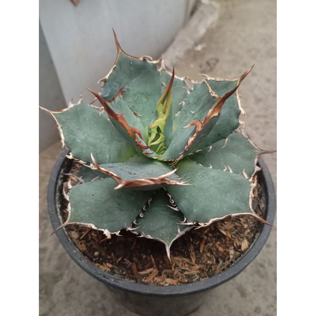 Agave titanota fo 76 medium