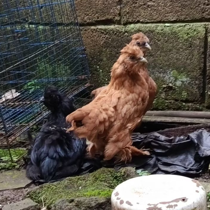 Anakan Ayam Silkie & Brahma