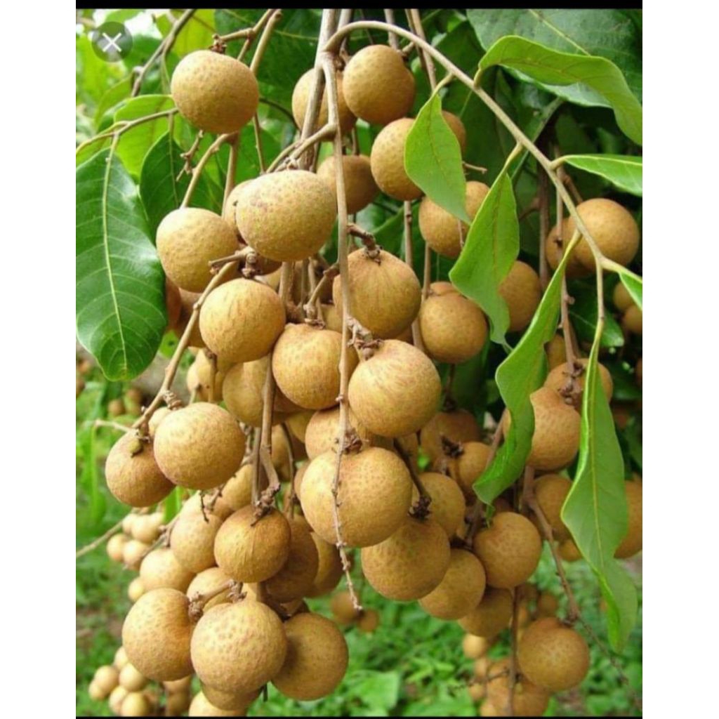 Kelengkeng Segar 1Kg
