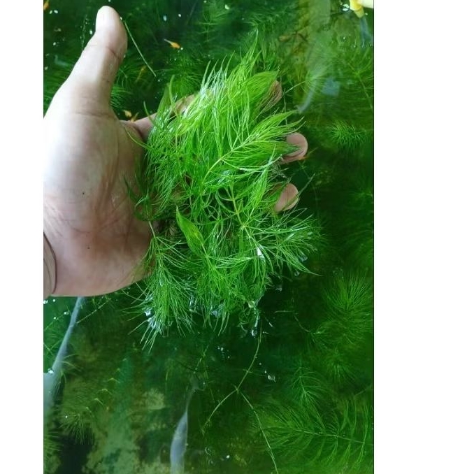 COD Ganggang Ekor, Ekor tupai , Tanaman Air