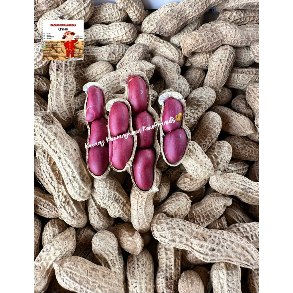 Kacang MERAH Sangrai Kawangkoan | oleh2 Manado| Merk KokoPeanuts