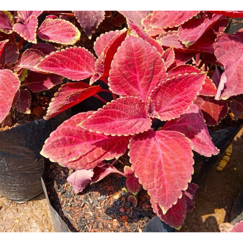 Tanaman Miana Merah Super