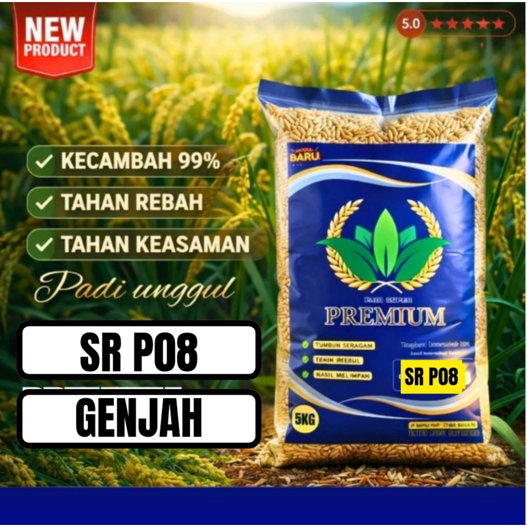 Benih padi unggul sr p08 terbaru benih padi umur genjah