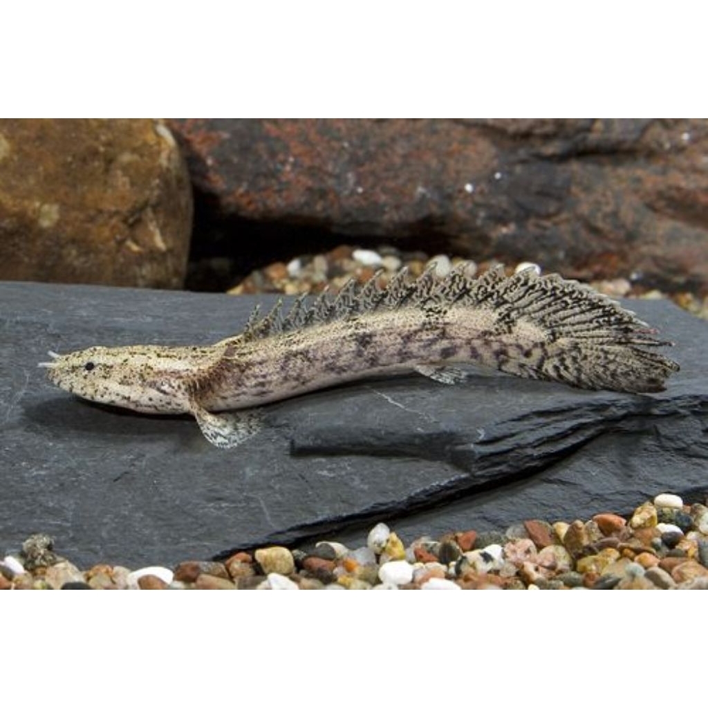 Polypterus Endlicheri 8cm - Ikan Hias Naga Palmas