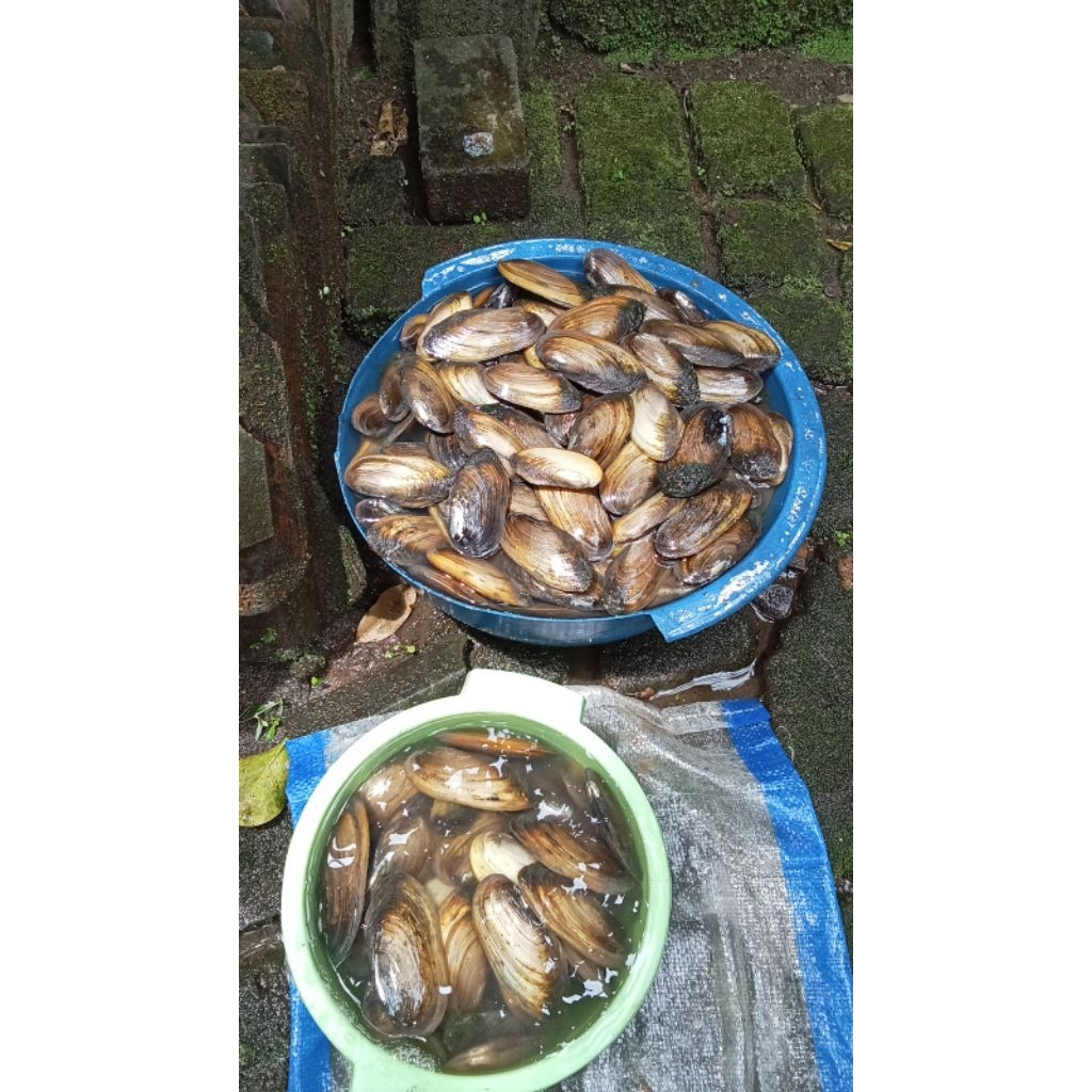 KERANG AIR TAWAR HIDUP PER KG